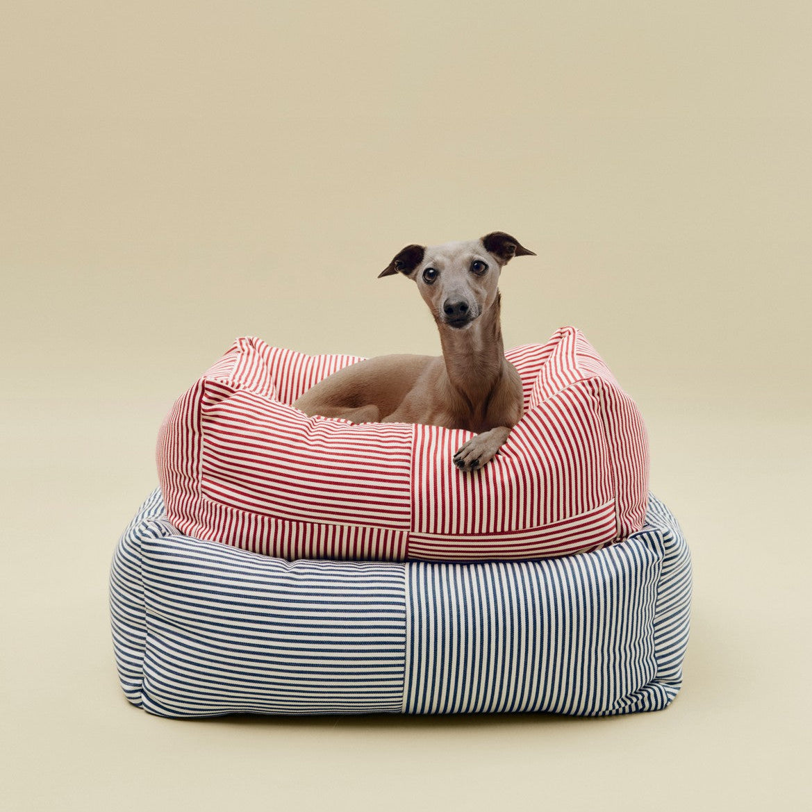 Dog lying on a striped pet bed with a beige background