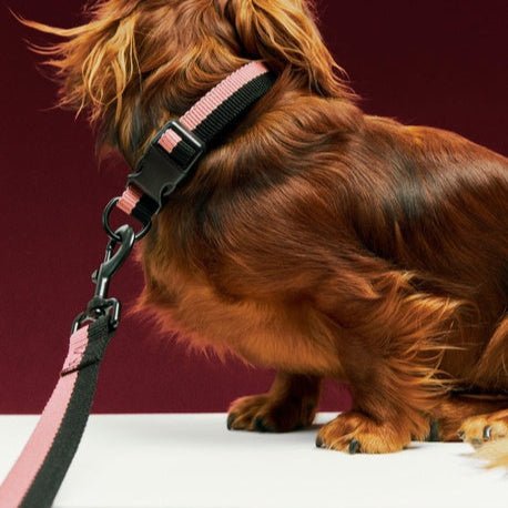 Flat dog collar from HAY featuring a minimalist design and adjustable strap for comfortable pet wear.