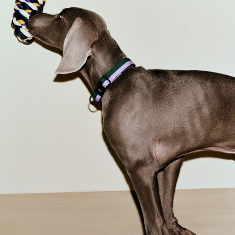 Flat dog collar from HAY featuring a sleek, minimalist design in neutral tones, adjustable for comfortable fit.