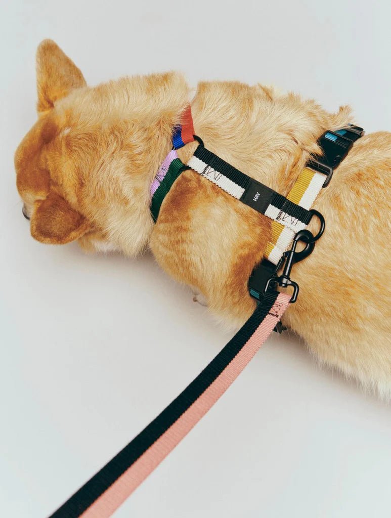 Flat dog leash from HAY featuring durable material and a sleek design, ideal for everyday walks with your pet.