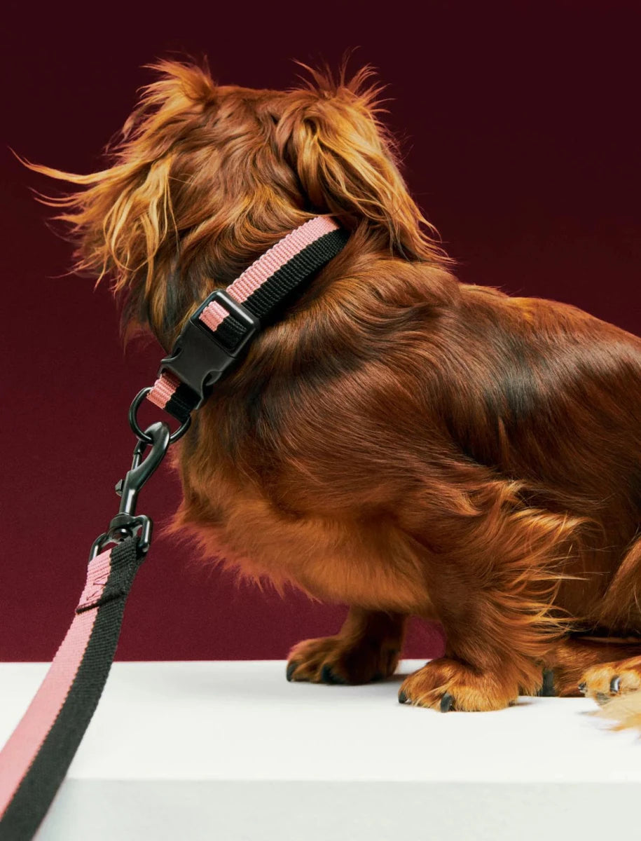 Flat dog leash from HAY featuring durable fabric and a comfortable handle, designed for easy control during walks.