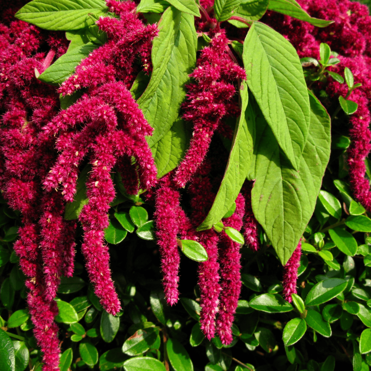 Amarant 'Liebesperlen'