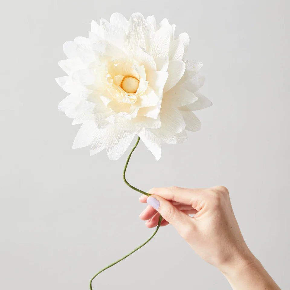 Hand holding a white flower against a light gray background