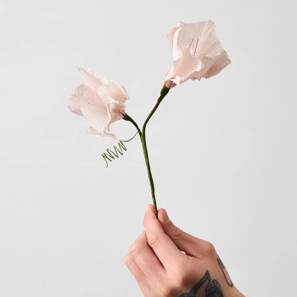 Paper Flower, Morning Glory