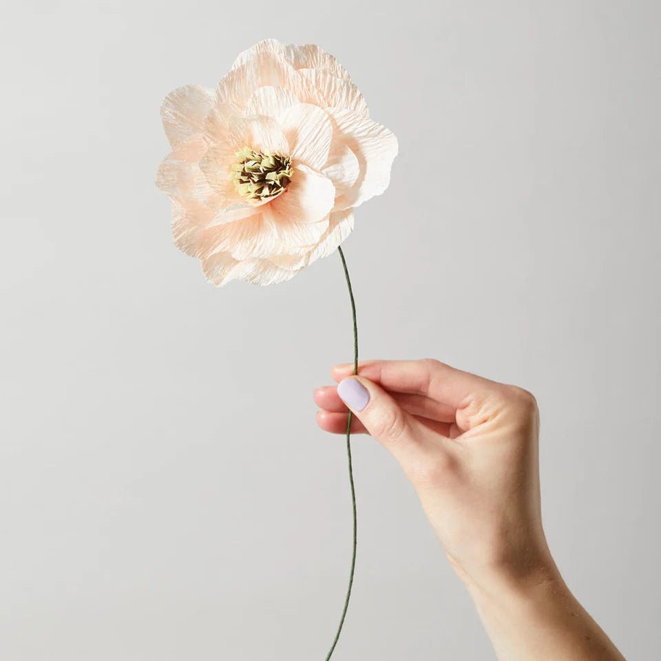 Hand holding a single peach-colored flower against a plain background