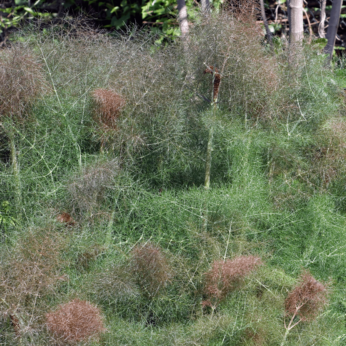 Ladybird’s Shelter Herbs