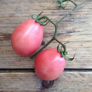 Tomato Thai Pink Egg - Seeds