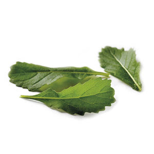 Wild Rocket Wildfire-Wasabi
