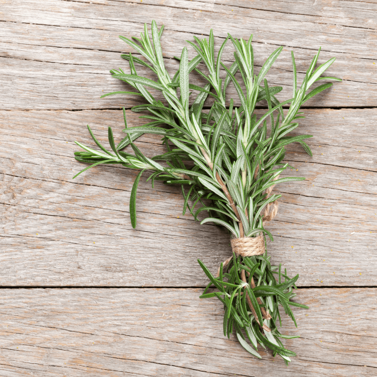 Mediterranean Herbs Collection