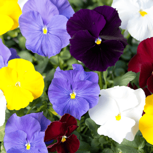 Pansy Clear Crystals Mix - Seeds
