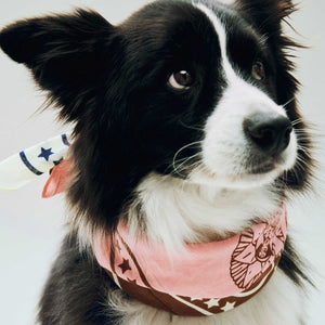 Dog Scarf