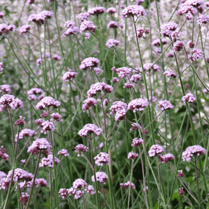 Butterflies' Garden Flowers