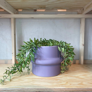 Pflanzentopf Gizmo - Lavendel