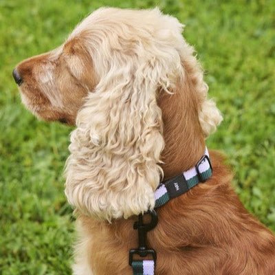 Flat dog collar from HAY featuring durable fabric and adjustable strap for comfortable pet wear.