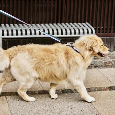 Flat dog collar from HAY featuring a sleek design, adjustable strap, and durable material for comfortable pet wear.