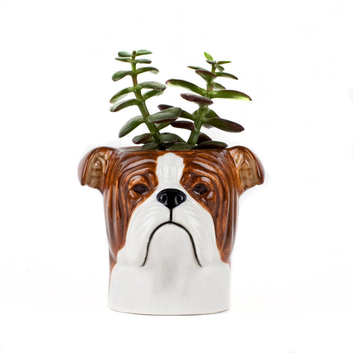 Ceramic planter shaped like a bulldog's head with a plant inside on a white background