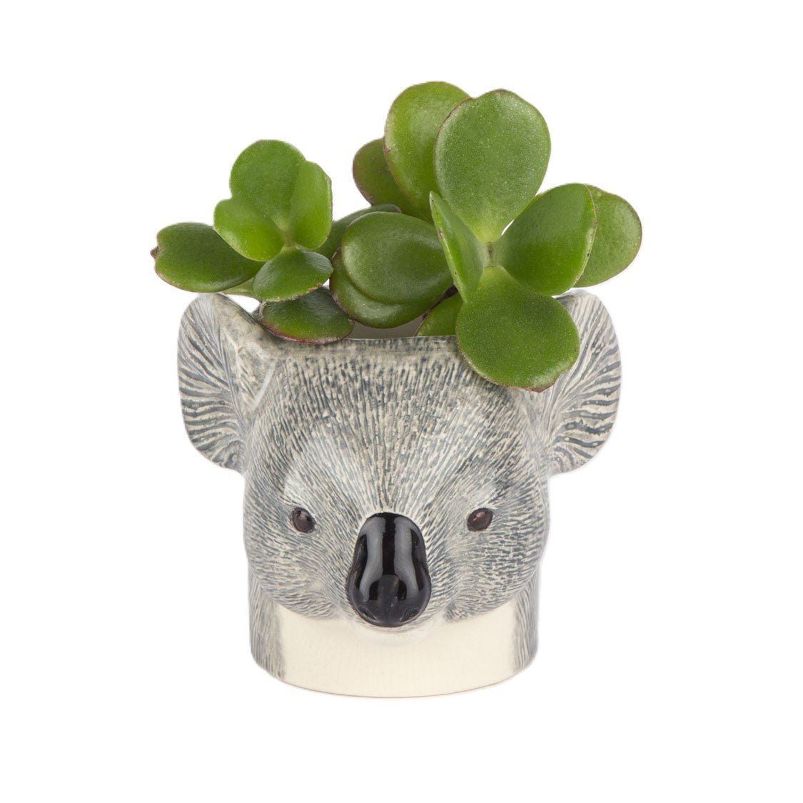 Ceramic koala planter with succulents on a white background