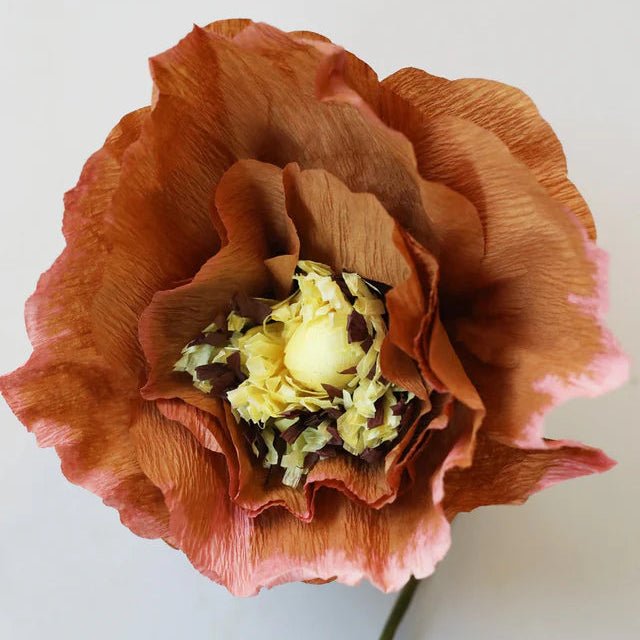Close-up of a large dark ochre flower with a white center on a light gray background