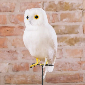 Large White Owl